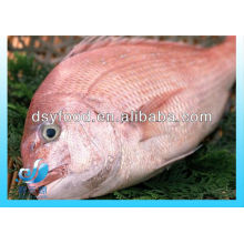 Frozen Red Sea bream fish entier IQF